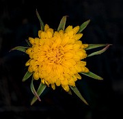 Agoseris retorsa 18-9316